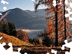 Mountains, Fog, autumn, woods