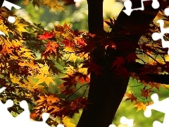 Maple Palm, Leaf, autumn, color