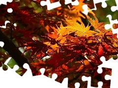 Maple Palm, Leaf, autumn, color