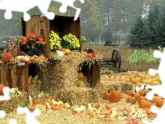 autumn, Field, pumpkin