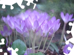 crocuses, Flowers, colchicums, Autumn, Light Purple