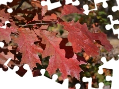 Leaf, Red Oak, Autumn