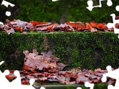 Stairs, Moss, autumn, Leaf