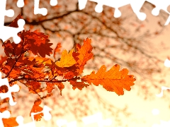 oak, autumn, trees, Leaf, branch