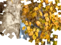 Yellow, birch, autumn, Leaf
