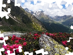 Mountains, Azaleas, rhododendron, Path
