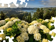 Azores, Portugal, Mountains, lake, hydrangeas