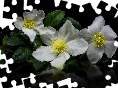 Leaf, White, Black, background, reflection, Anemones