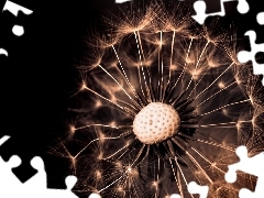 background, dandelion, Black