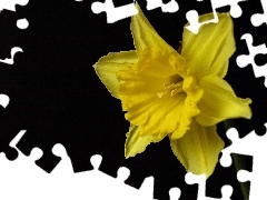 background, jonquil, Black