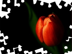 background, tulip, Black