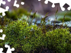 fuzzy, background, blades, Close, Moss