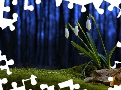 background, snowdrops, Blue