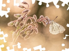 butterfly, plant, blurry background, Black-veined White