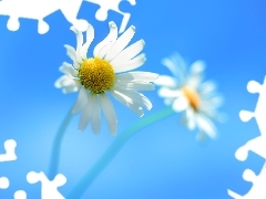 chamomile, Blue, background, Flowers