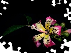 Flowers, Black, background, hibiskus