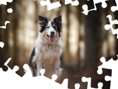 muzzle, dog, fuzzy, background, tongue, Border Collie