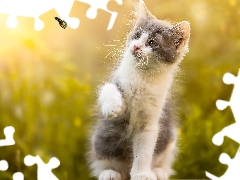 kitten, fuzzy, background, butterfly