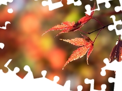 fuzzy, background, Leaf, maple, Autumn