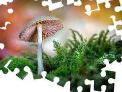 mushroom, color, background, Moss