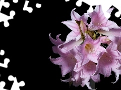 Pink, Black, background, amaryllis