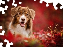 Australian Shepherd, fuzzy, background, Plants