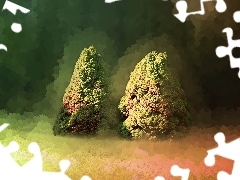 spruce, fuzzy, background, Konica