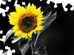 Sunflower, engaging, background, Black