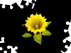 background, jonquil, Flower, Black, Yellow