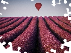 lavender, Balloon