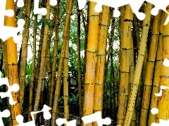 bamboo