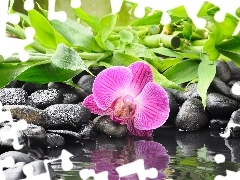 Stones, orchid, bamboo, Colourfull Flowers