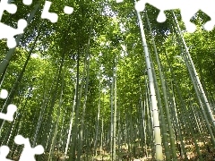 forest, bamboo