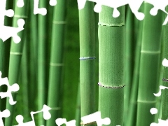 stems, bamboo