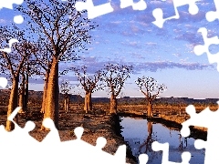 River, viewes, Baobab, trees