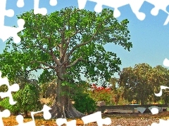 Baobab