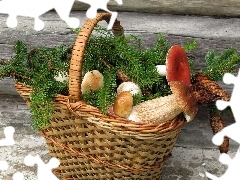 mushrooms, basket