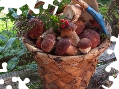 mushrooms, basket
