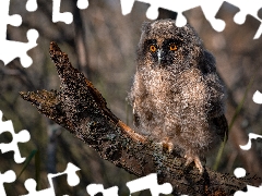 Lod on the beach, Owl Ear, chick