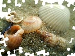 Shells, Beaches