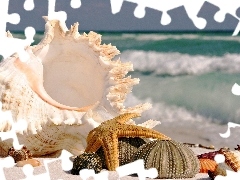 Beaches, Shells, star