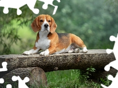 dog, Wooden, Bench, Beagle