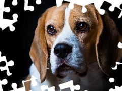 Beagle, sad, dog
