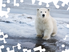 small, polar, snow, Bear