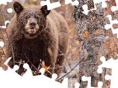 Brown bear, Twigs, leaves, trees