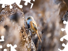 dry, grass, female, Bearded Tit, Bird