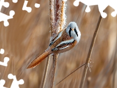 grass, Bearded Tit, male, Bird