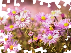 Flowers, bee, Aster, Beetle, Pink
