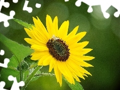 Sunflower, bee