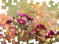 Aster, claret, Flowers, Beetle